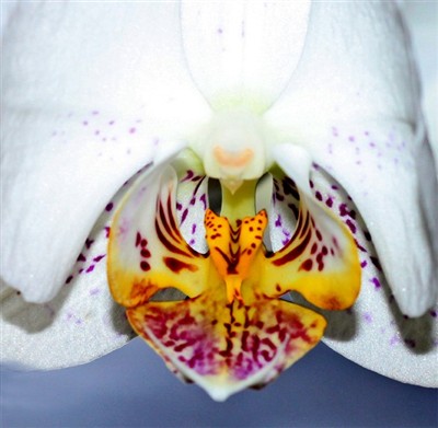 Orkideé