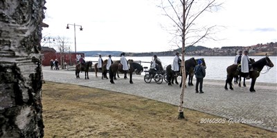 Hästparad i Ösd hamn