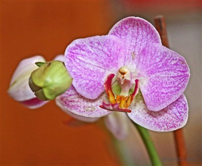 Orkidé i köksfönstret