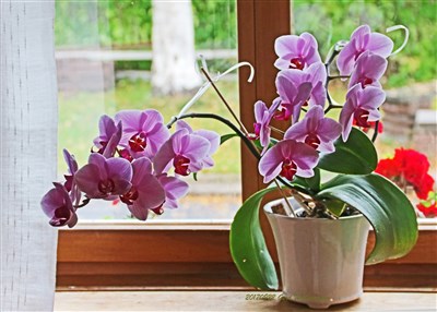 20170920 Min ena orkidee