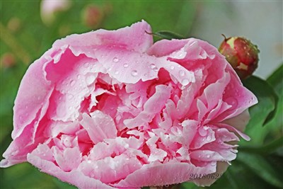 20180628 Rosa pion i regn
