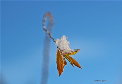 20181027 Sista löven första snön