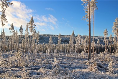 20181123 "vit" skog i Rissnaområdet
