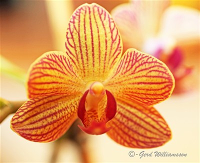 Orkidée
